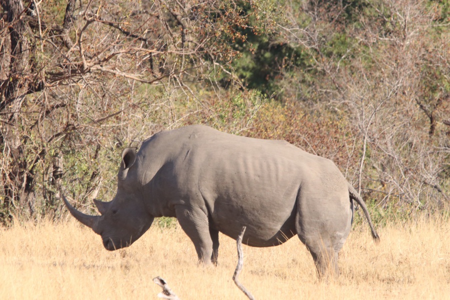 Rhinoceros 5 Keygenrar BEST 1